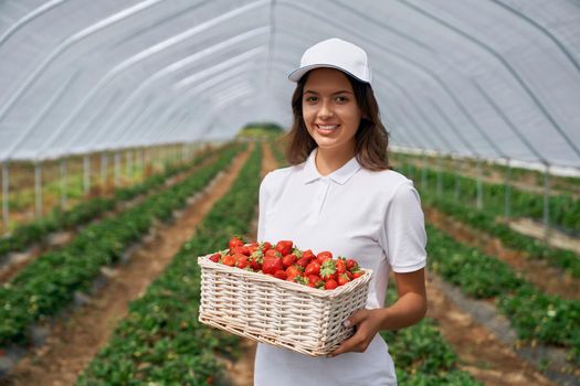 Front view of beautiful female wearing white cap and holding white basket with fresh strawberries. Pretty brunette is posing with strawberries in greenhouse and smiling. Concept of harvest.