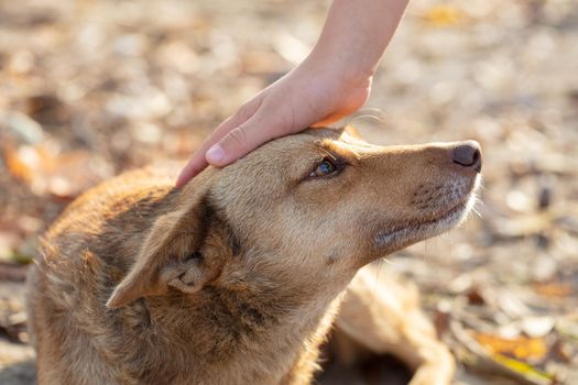 A hand strokes a dog a mongrel.