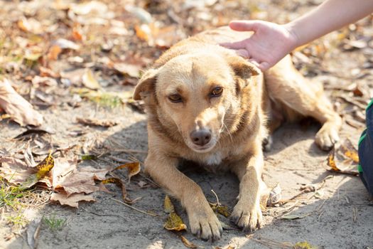 A hand strokes a dog a mongrel.