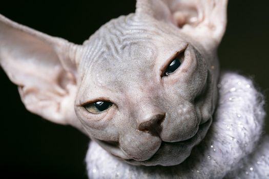 Sphynx kitten. Muzzle of a bald cat close-up.