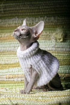 Sphynx kitten. Hairless cat in clothes.