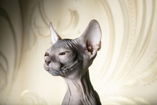 Beautiful face of a sphinx kitten. Funny bald cat on a beige background.
