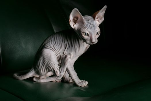 Sphynx kitten. Beautiful bald cat on a dark background. An unusual animal of a rare breed.
