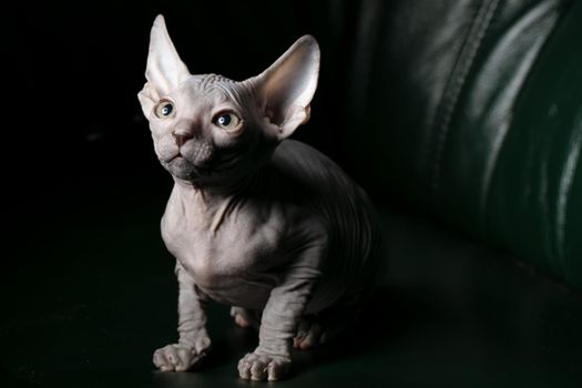 Sphynx kitten. Beautiful bald cat on a dark background. An unusual animal of a rare breed.
