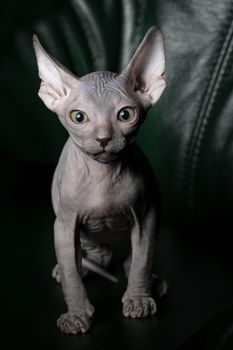 Sphynx kitten upright. Beautiful bald cat on a dark background. An unusual animal of a rare breed.