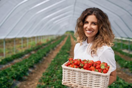 Front view of smiling female is holding big basket of fresh strawberries. Curly brunette is harvesting strawberries in greenhouse . Concept of organic fruit.