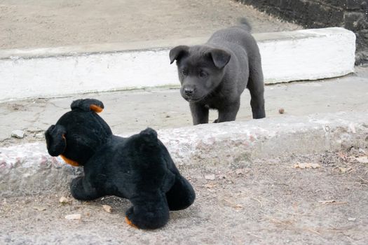 Funny street puppy with a toy dog.