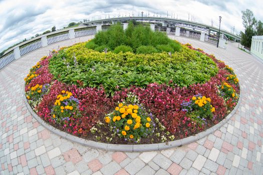 Round flower bed in the city. Flowers on the asphalt background. Landscaping of the street.