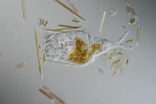 Rotifer foraging in the stream 200x