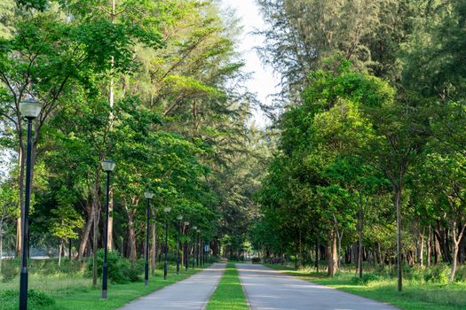 Park with trees and grass. Nature view of a park during summer