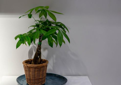 Plant on a vase on a table isolated