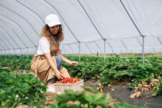 Side view of squatting woman wearing white cap and apron is picking strawberries in white basket. Curly brunette is harvesting strawberries in greenhouse and smiling . Concept of cultivation.