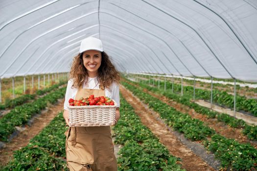 Front view of female worker wearing white cap and apron is holding big basket of strawberries. Curly brunette is picking strawberries in greenhouse and smiling . Concept of natural fruit.