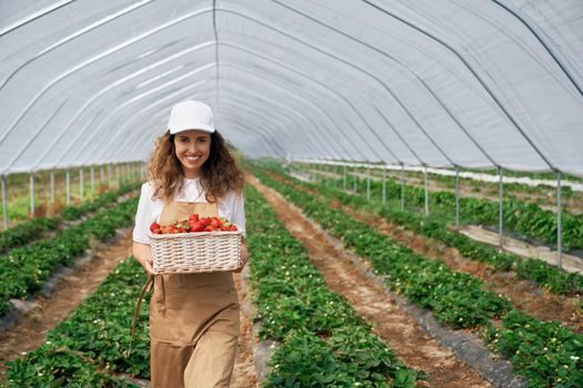 Front view of cute female wearing white cap and apron is holding big basket of strawberries. Curly brunette is picking strawberries in greenhouse and smiling . Concept of harvest.