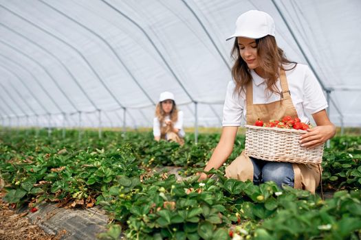 Front view of squatting women wearing white caps and aprons are picking strawberries in white basket. Two brunettes are harvesting strawberries in greenhouse. Concept of greenhouse.