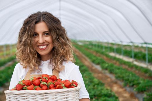 Close-up view of beautiful female holding white basket with strawberries and smiling. Curly brunette harvested strawberries in greenhouse . Concept of growing.