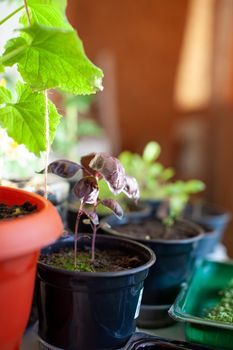 Close-up of green cilantro and basil grown in a tray on a home windowsill. Healthy food concept, vegan concept. Home gardening. 