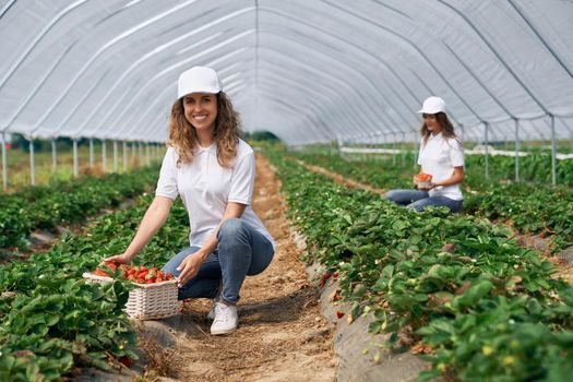 Front view of two squatting women wearing white caps are picking strawberries . Two beautiful females are harvesting strawberries in greenhouse and smiling. Concept of greenhouse work.