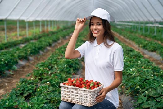 Front view of squatting woman is picking strawberries in greenhouse. Cute field worker is posing in white cap and smiling. Concept of agriculture.