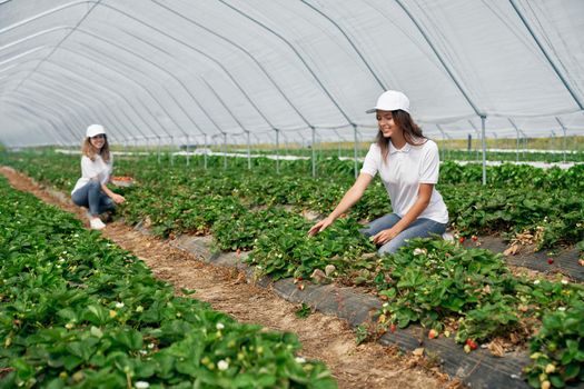 Side view of squatting women wearing white caps are picking strawberries . Two female field workers are harvesting strawberries in greenhouse. Concept of fruit growing.