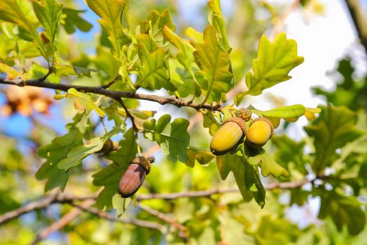 Acorns on a pedunculate oak tree (Quercus robur) twig branch during autumn, South Africa