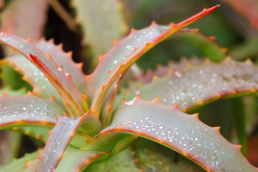 Fresh rain droplets on the serrated leaves of a succulent octopus aloe (Aloe vanbalenii), South Africa