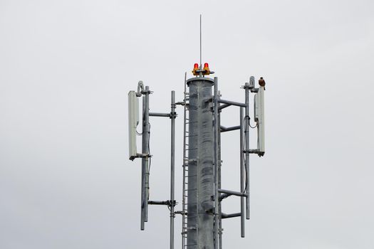 Network tower structure with antennas and warning lights with an eleonora's falcon (Falco eleonorae) perched, Mossel Bay, South Africa