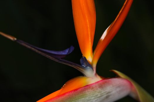 Strelitzia crane flower (Strelitzia reginae) in bloom vibrant petals abstract close-up, South Africa