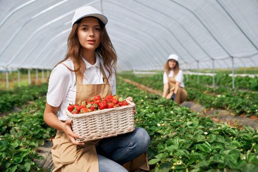 Front view of squatting female wearing white caps and aprons are picking strawberries in greenhouse. Beautiful field workers are posing with basket of strawberries . Concept of cultivation.