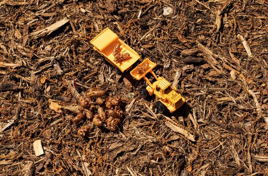 Workers in diorama load Brood X cicada exoskeletons into dump truck.