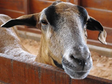 Closeup of a goat on a farm, full of details