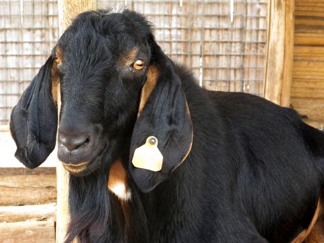 Closeup of a goat on a farm, full of details