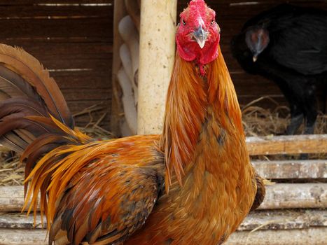 Rooster on farm Lima - Peru