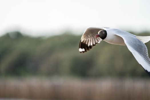 Seagull flying, over the ocean.