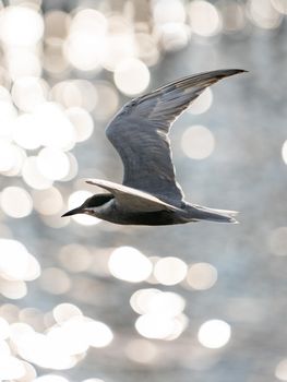 Whiskered tern in flight with open wings over beautiful ocean.