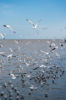 Seagull flying, over the ocean.