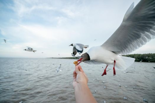 Man hand feeding Seagull bird. Seagull flying to eat food from hand.