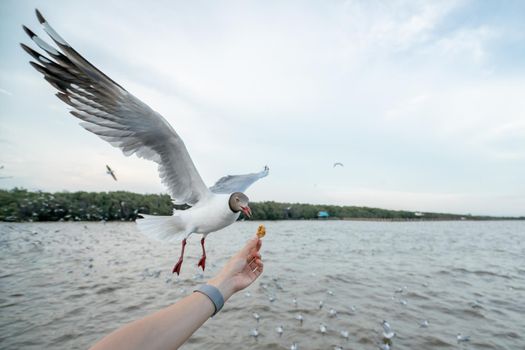 Woman hand feeding Seagull bird. Seagull flying to eat food from hand.