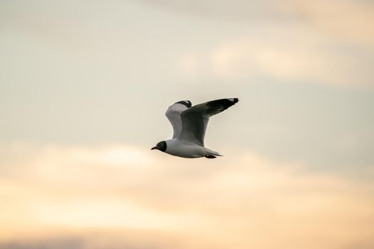 Seagull flying in the cloudy sky.
