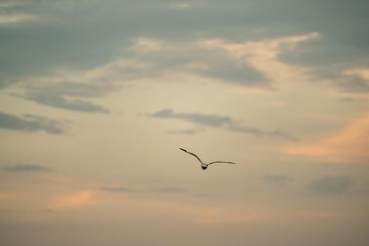 Seagull flying in the cloudy sky.