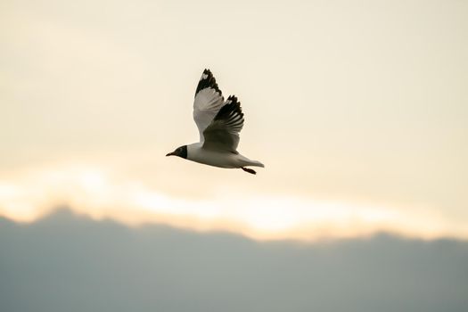 Seagull flying in the cloudy sky.