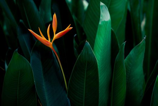 Heliconia psittacorum or Heliconia Golden Torch or False Bird of Paradise Flower. Exotic tropical flowers in the jungle garden with leaves background.