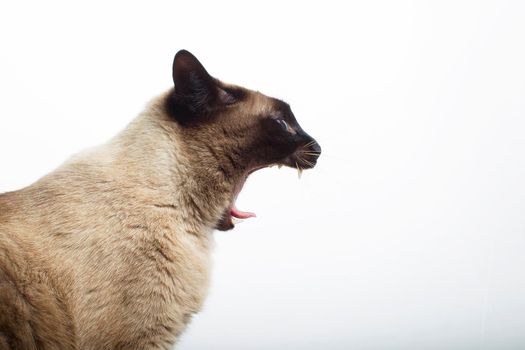 Cat with open jaws on a white background