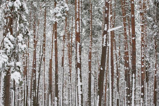 Winter forest