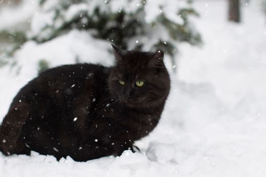 Black cat on the snow in the winter forest. Homeless cat