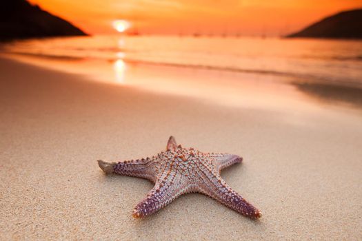 Starfish on beach at sunset, summer vacation concept