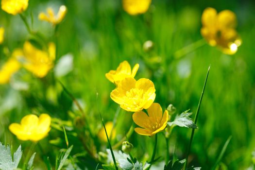 Yellow meadow buttercup flowers in green grass close up