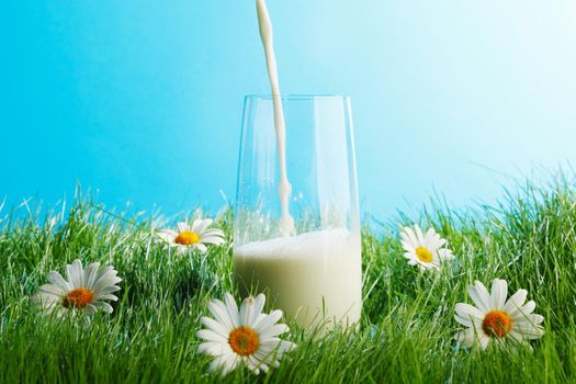 Pouring milk in a glass standing on daisy flower field