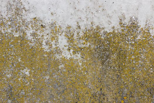 A flat grey concrete surface. The surface is textured and covered in light green and yellow spots of lichen.