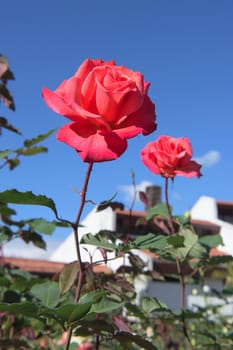 closeup red rose in the garden, abstract beautiful nature